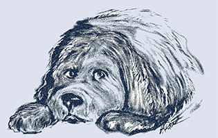 sketch of carlo